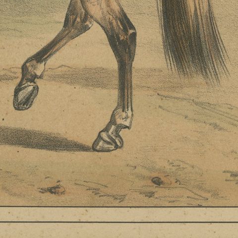 Spanish Cavalry Lithograph by José Rubio y Villegas: Sabre Officers, 1861, close-up 5