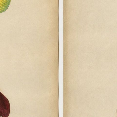 Burmese Nobleman & Noblewoman Costume Prints, Hand-Colored Pair, 1854, close-up 2