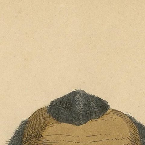 Antique Costume Print of a Brazilian Warrior by Wahlen, 1843, close-up 1