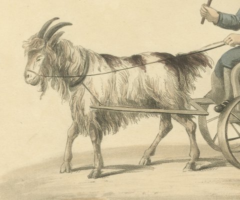Children going to School in a Goat Cart, Antique Print, 1817, close-up 1