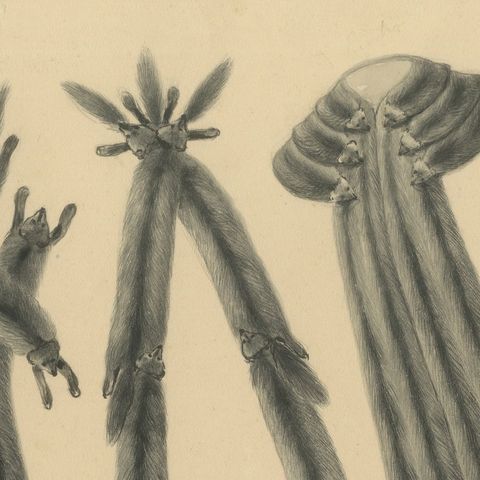 French Art Nouveau Fashion Design of Fur Stoles and Scarves, c.1910, close-up 6