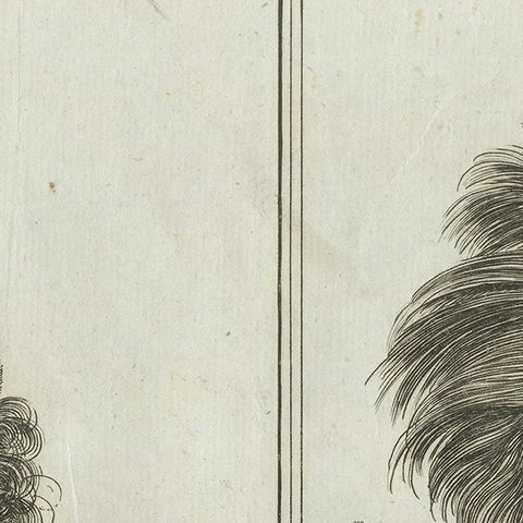 Regalia of the Sandwich Islands: Portraits in Traditional Attire, 1790, close-up 6