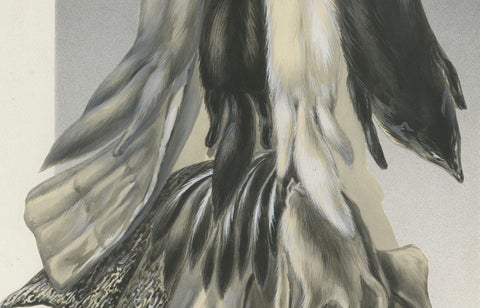 French Art Nouveau Fashion Design of Fur Pelts and Trimmings, c.1910, close-up 3