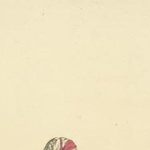 Antique Costume Print of a Woman of Finland in Her Holiday Dress, 1811, close-up 1