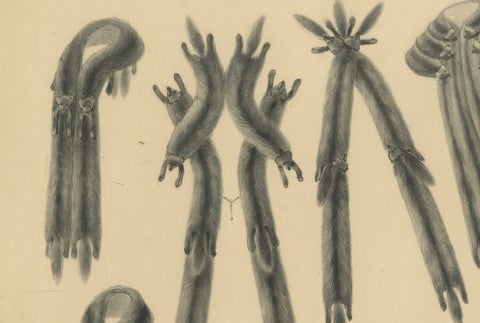French Art Nouveau Fashion Design of Fur Stoles and Scarves, c.1910, close-up 4