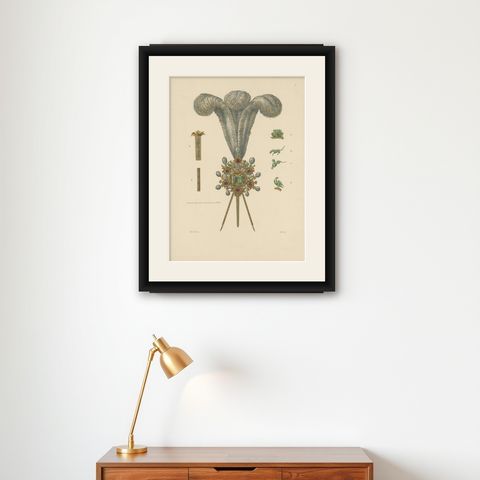 Antique Print of Hat Jewelry with Feathers by Hefner-Alteneck '1890', shown framed on a wall