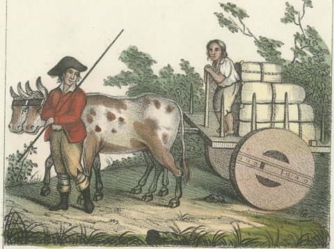 Portuguese Ox Cart and a Lady in a Palanquin, Hand Colored Lithograph, 1842, close-up 1