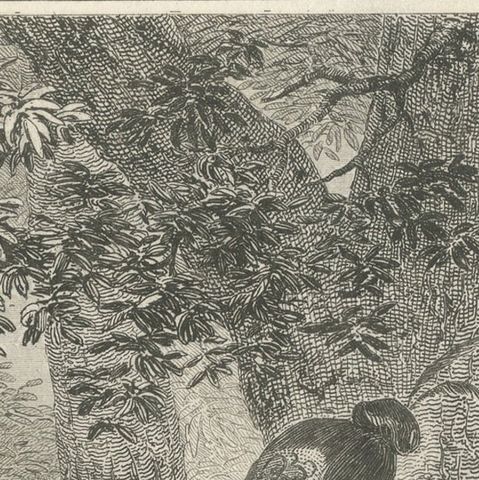 Antique Print of a Costume of a New Zealand Chief, close-up 1